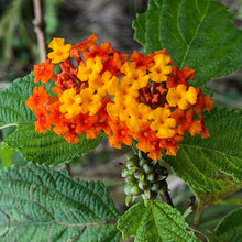 Load image into Gallery viewer, Lantana Camara Perfume