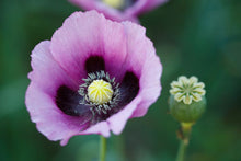 Load image into Gallery viewer, Opium Poppy Magnesium Perfume Oil