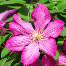 Load image into Gallery viewer, Leather Flower Perfume