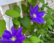 Load image into Gallery viewer, Leather Flower Bath Bomb