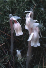 Load image into Gallery viewer, Ghost Flower Perfume