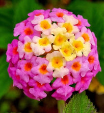 Load image into Gallery viewer, Lantana Camara Perfume