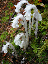 Load image into Gallery viewer, Ghost Flower Bath Bomb