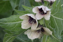 Load image into Gallery viewer, Devil’s Eyes Perfume Roller