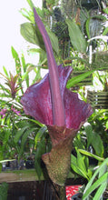 Load image into Gallery viewer, Voodoo Lily Perfume