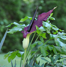 Load image into Gallery viewer, Voodoo Lily Perfume