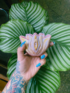 Poder de La Concha Bath Bomb