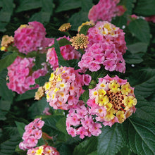 Load image into Gallery viewer, Lantana Camara Perfume
